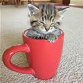 Asleep In My Cup