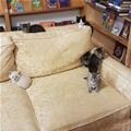Kitten Couch