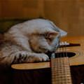 This Cat Loves Guitar